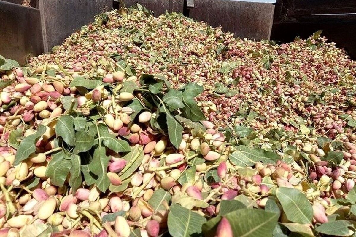 برآورد صادرات نجومی پسته در سال ۱۴۰۳/ این شهر گوی سبقت را در تولی پسته ربود