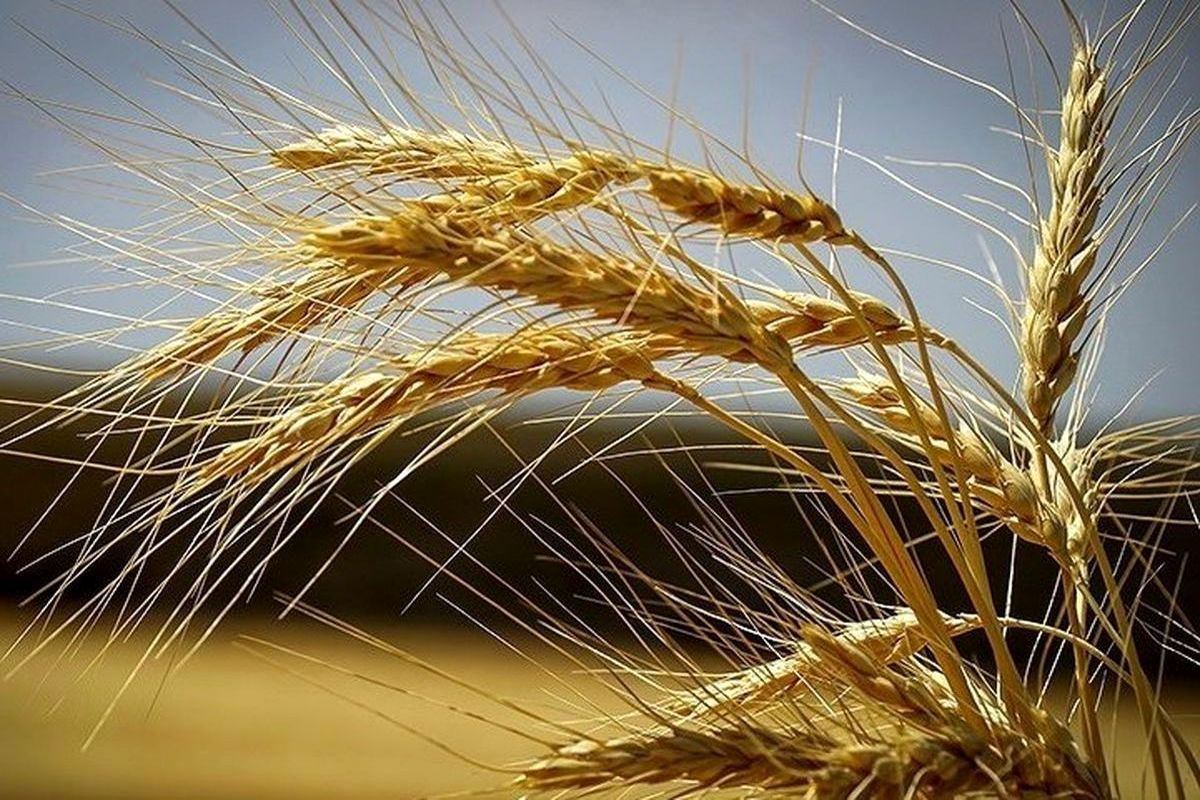 اخرین جزئیات از پرداخت مطالبات گندمکاران