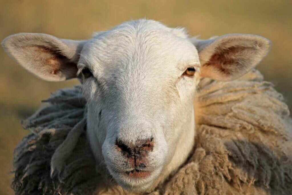 چرا باید برای مقابله با بی‌خوابی گوسفندها را بشماریم!؟
