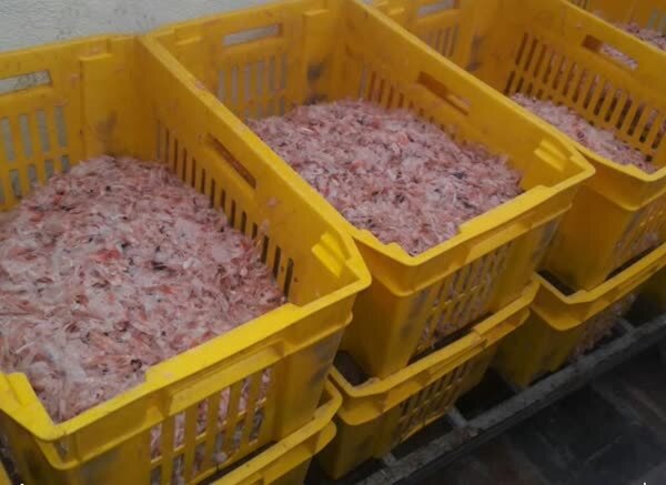 واکسنی از میگو برای مقاومت گیاهان