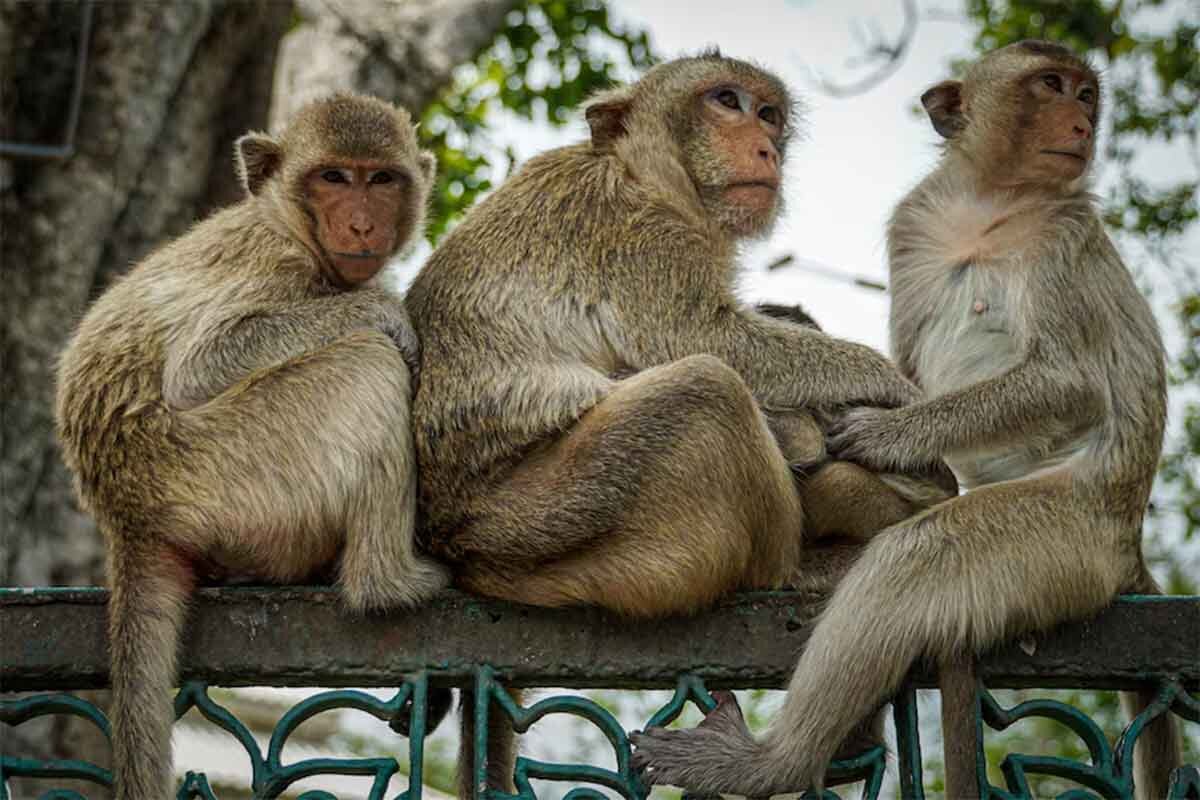 میمونهای سرگردان کرج زندهگیری شدند