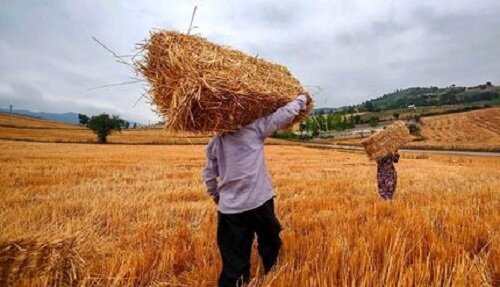 گندمکاران حتما بخوانند/ خبر جدید درباره رقم واریز مطالبات گندمکاران