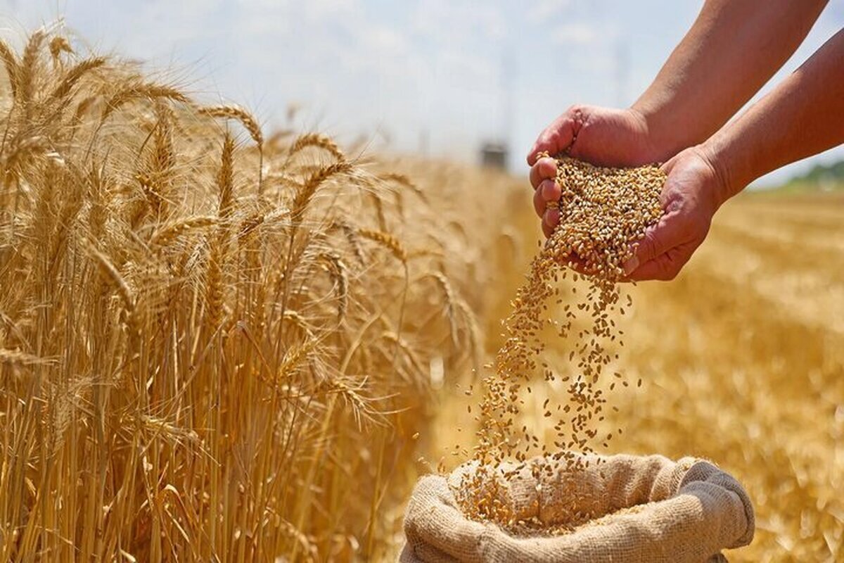دولت به گندم یارانه میدهد؟