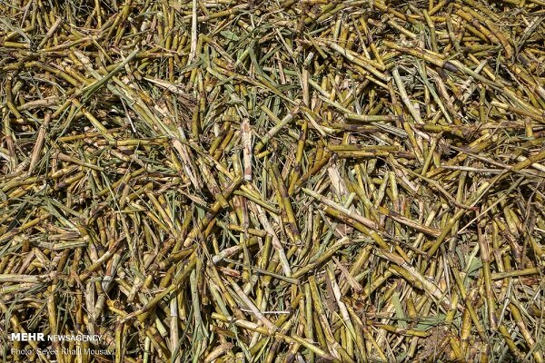 صادرات تفاله چغندر و نیشکر آزاد شد