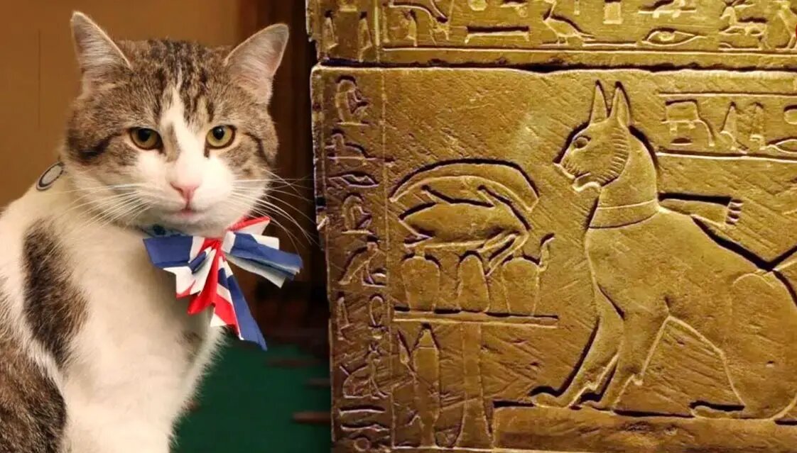 مشهورترین گربههای تاریخ؛ از گربه ملوان تا گربه اینترنتی | عکس