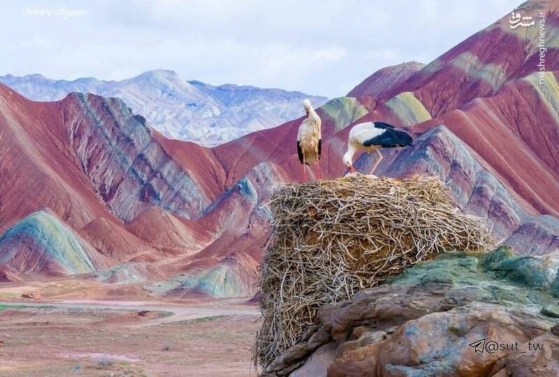 تصاویری تماشایی از لکلکهای قلعهسنگی