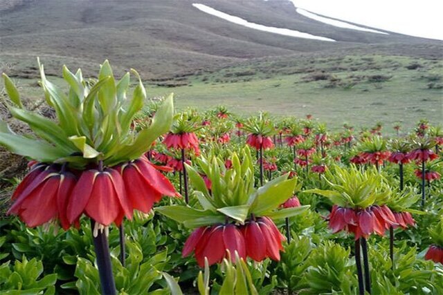لحظه شماری برای شکفتن لاله های واژگون | گردشگری محافظت شده، دستور کار زاگرس نشینان برای حفاظت از لاله واژگون