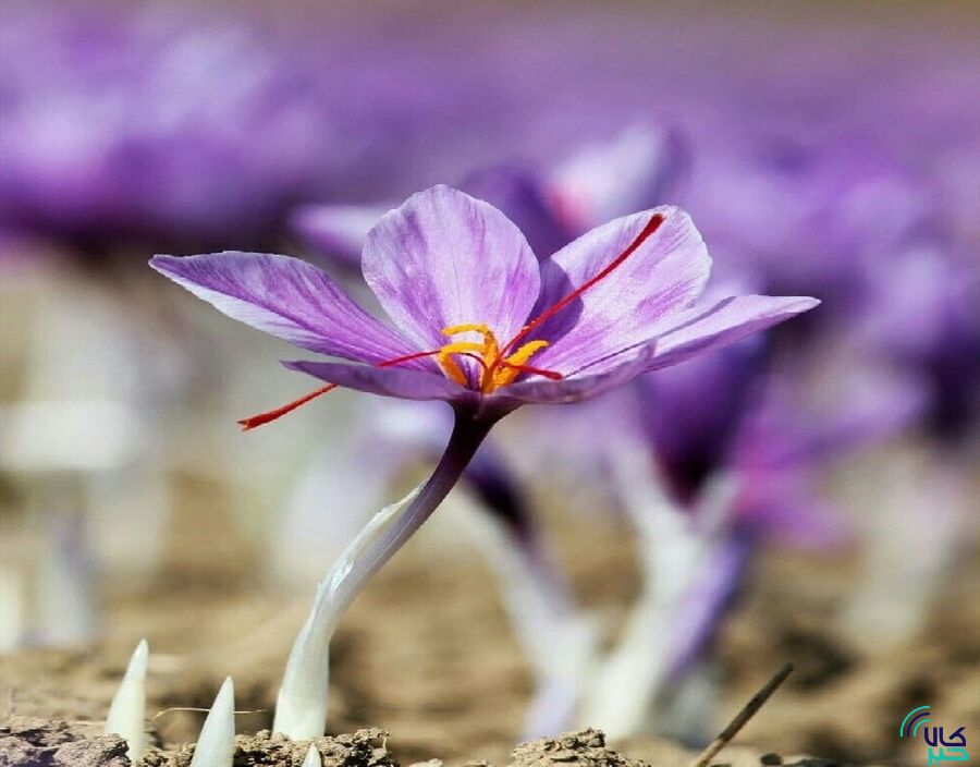 از گواهی سپرده تا توکن؛ زعفران مسیر ابزارهای مالی را کامل میکند