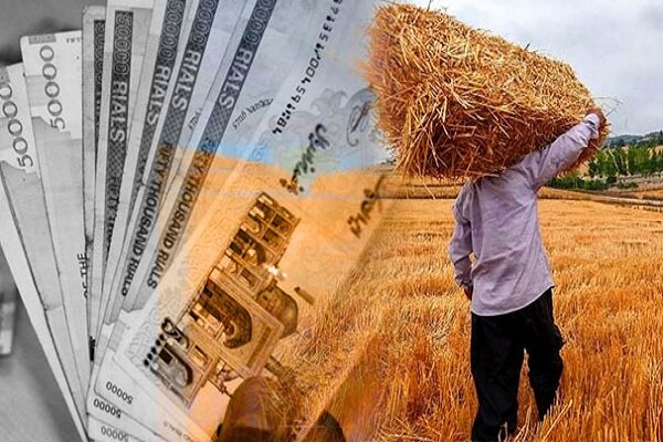 مجموع مطالبات پرداختشده به گندمکاران به ۹۳ همت رسید