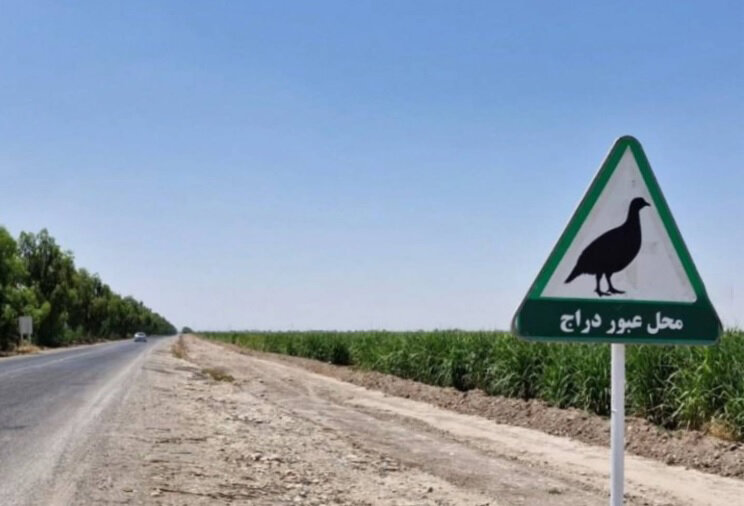 حق عبور در این جاده ها با حیات وحش است | از درّاج و آهو تا یوزپلنگ و میش مرغ