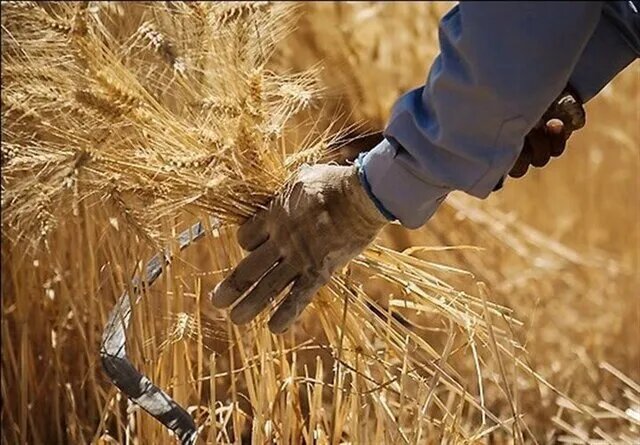 پیشبینی فائو از رکوردشکنی تولید غلات ایران | ایران در این شاخص سوم آسیا شد