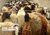 تناقض عجیب بازار گوشت؛ دام ۳۰ درصد ارزان شد، گوشت برای مصرف‌کننده نه!