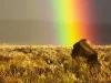 گوزن شمالی در قاب رنگینکمان + فیلم گوزن شمالی در قاب رنگینکمان + فیلم