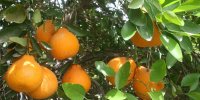 صدور محصولات باغی به خارج کشور بدون شناسنامه سخت می‌شود