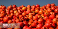 انار شب یلدا تامین است/ ایران رتبه سوم تولید انار در جهان