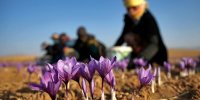 کمبود زعفران ایرانی و تاثیر آن در غذاهای جهانی