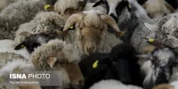 کاهش دام سبک پروار شده/ افزایش زایش در پاییز امسال