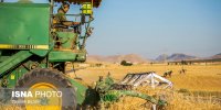 ۲۷ دی ماه قیمت خرید تضمینی گندم اعلام می‌شود