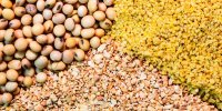 برگزاری رویدادی استارت‌آپی در حوزه خوراک دام و طیور
