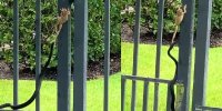 ببینید | فرار باورنکردنی یک قورباغه از دست مار سیاه + (فیلم)
