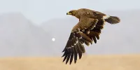 ببینید | ناکام ماندن عقاب آموزش‌دیده در شکار روباه