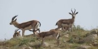 ببینید | تصویری حیرت انگیز از سدنوردی بز کوهی