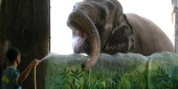 عکس l مرگ غمگین‌ترین فیل دنیا؛ داستان تلخ زندگی مالی!