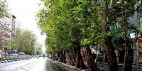 عکس | حرکت عجیب شهرداری کرج؛ آسفالت کردن درخت و خاکریزی برای تیر برق!