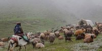 برگزاری جشن کوچ عشایر پس از ۵ سال وقفه