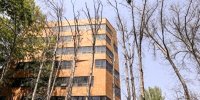 ماجرای حضور سوسک پوستخوار در تهران چیست؟/ درختان این مناطق خشک شدند
