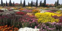 برگزاری بیست و دومین نمایشگاه گل‌های داوودی در محلات