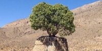 ثبت ۲ درخت کهنسال ارسنجان فارس در فهرست آثار ملی ایران