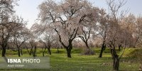 ویژگی‌های منحصربه‌فرد باغستان سنتی قزوین برای ثبت جهانی