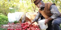 برگزاری شکرانه در انارستان‌های آرادان