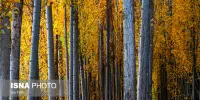 پاییز هزار رنگ در «تنگ گنجه‌ای»