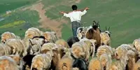 جشن چوپانی در پاییز