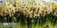 جشنواره گردشگری گل نرگس سمنان برگزار می‌شود