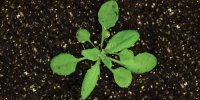واکنش باورنکردنی گیاه وسواسی به آلودگی/ عکس
