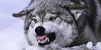 «گرگ خاکستری» حیوانی که پس از 100 سال به شهر بازگشته است/عکس