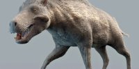 این خوک باستانی مرگبار ۲۰ میلیون سال پیش در زمین حکمرانی می‌کرد/ عکس