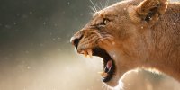 ترسناکترین جاندار روی زمین