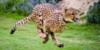 چه شد که یوزپلنگ‌ها سریع‌ترین حیوانات روی زمین شدند؟