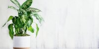 ملاصدرا درباره‌ی آگاهی گیاهان چه می‌گفت؟
