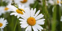 سه وظیفه مهم زنان در قبال همسر