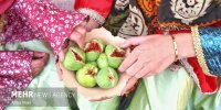 برداشت انجیر در ارس