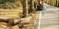 ماجرای قطع درختان کاخ سعدآباد چه بود؟