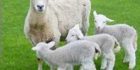با دوقلوزایی و تنوع نژادی، تولید گوشت قرمز در کشور افزایش می‌یابد