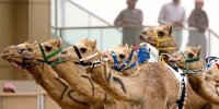 عربستان سال ۲۰۲۴ را «سال شتر» نام‌گذاری کرد!