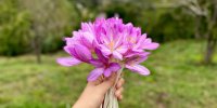 تنها گُلی در ایران که اگر توجه نبیند از غم و غصه می‌میرد
