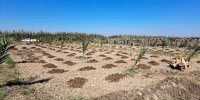 چتر حمایتی شرکت ملی نفت بر سر طرح‌های ارزآور خوزستان/ از جایگزینی نخیلات تا توسعه زیرساخت‌های آبزی‌پروری